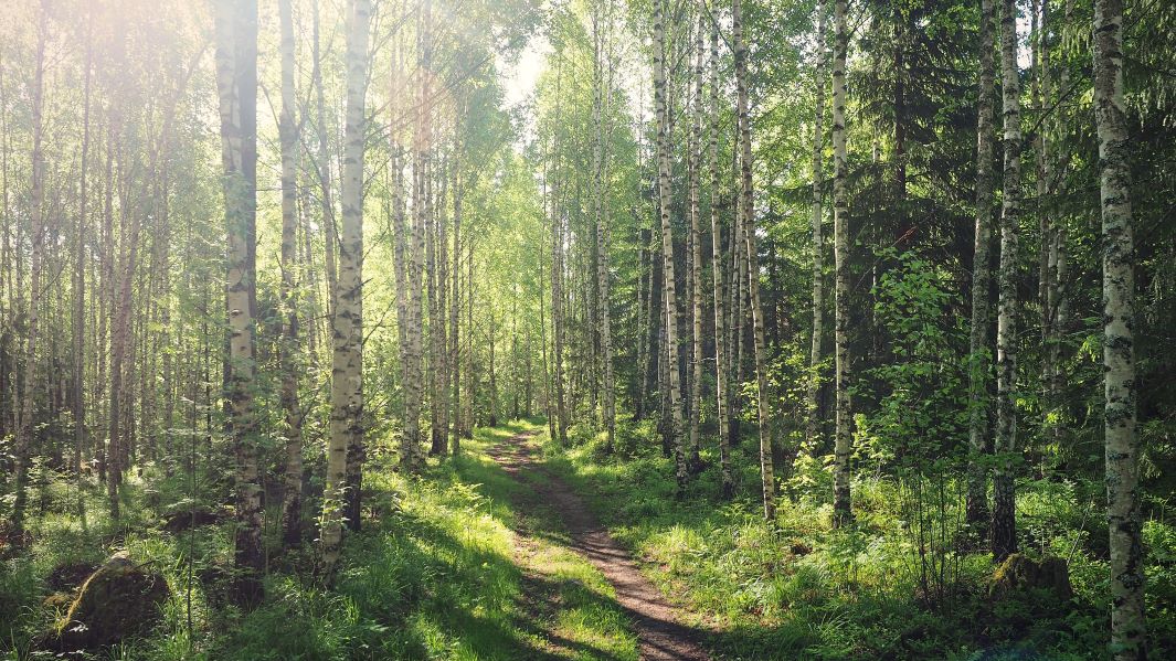 Aurinkoinen sekametsä ja metsätie