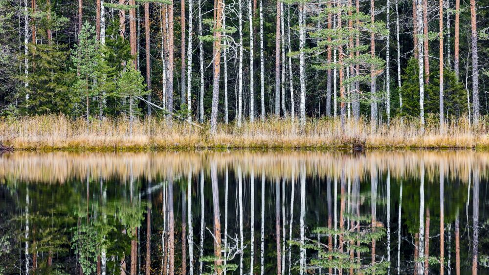 Syksyinen Evo. Etualalla vesistö, takana vesirajaan saakka sekametsää.