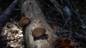 Käävät lahopuulla