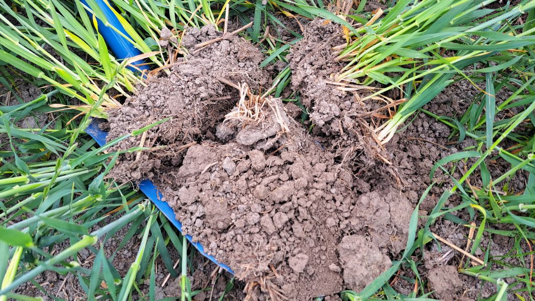 Sinisellä lapiolla maasta nostettua nurmea ja multaa