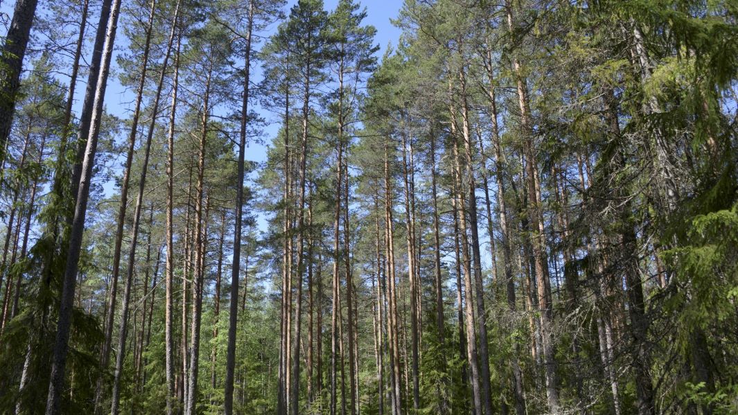 alkukesäistä metsää