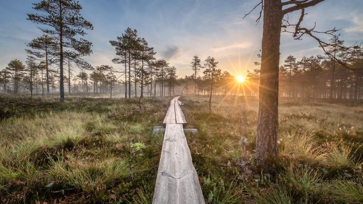 Kuvassa suomaisemaa ja pitkospuut