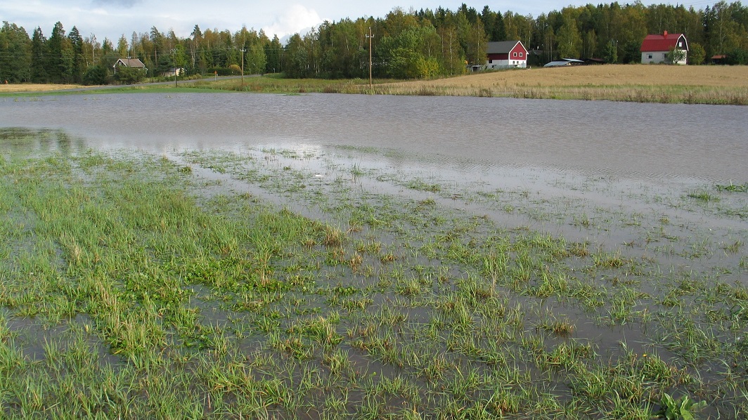 Tulviva pelto Suomessa