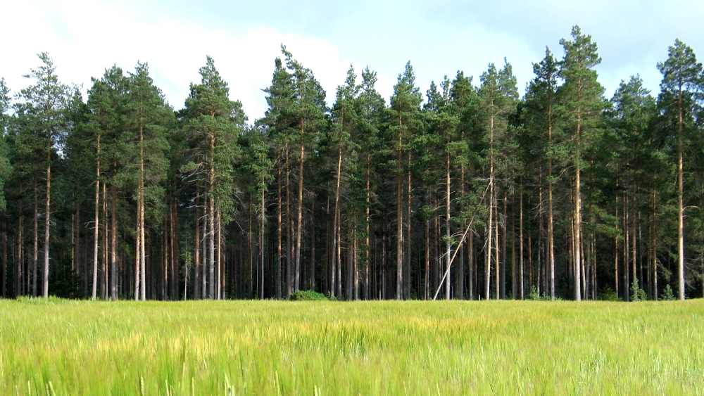 pellonraivaukseen liittyvä kuva pellosta ja taustalla metsää