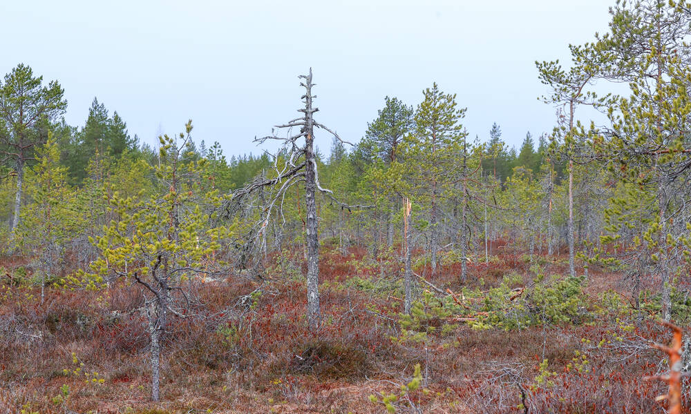 Mire nature in North Karelia