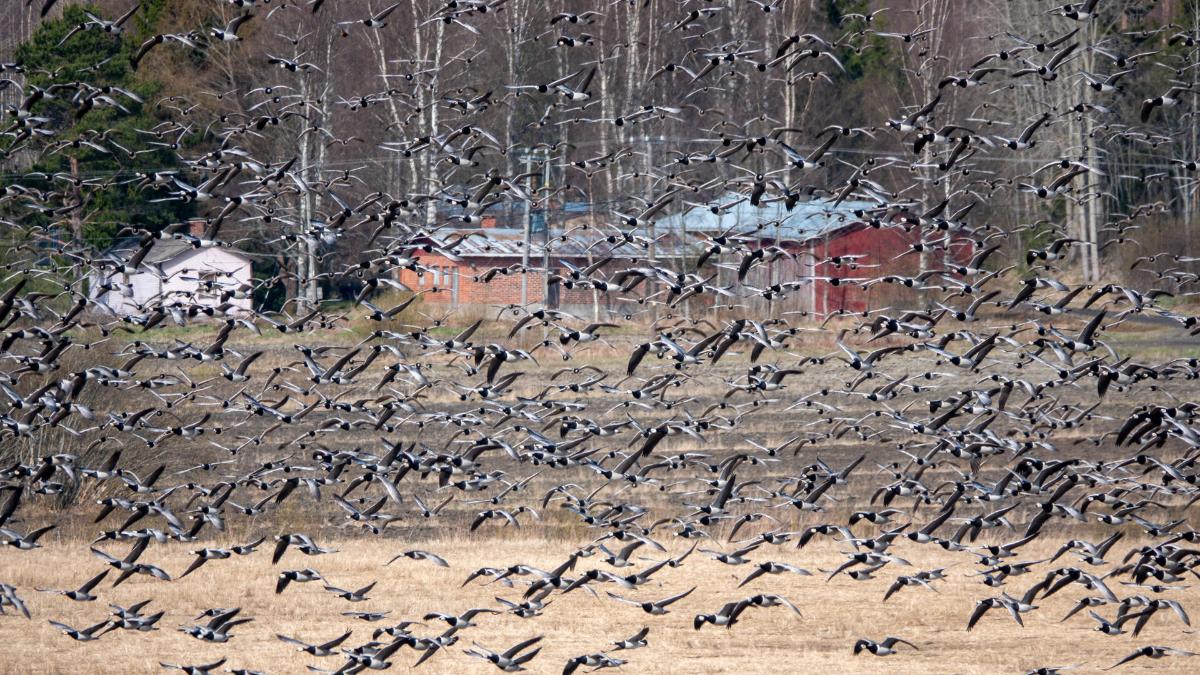 Foto: Jari Kontiokorpi