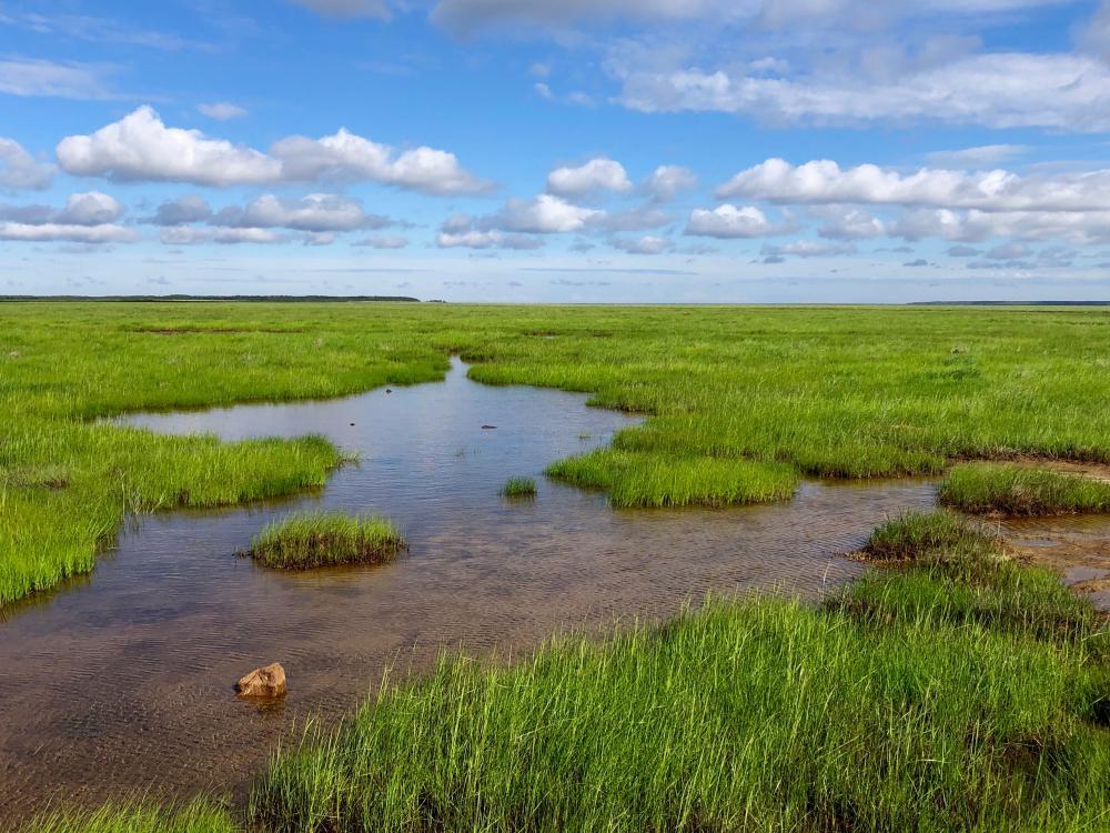 Perämeren rantaniityt (Kuva: Tapio Heikkilä)