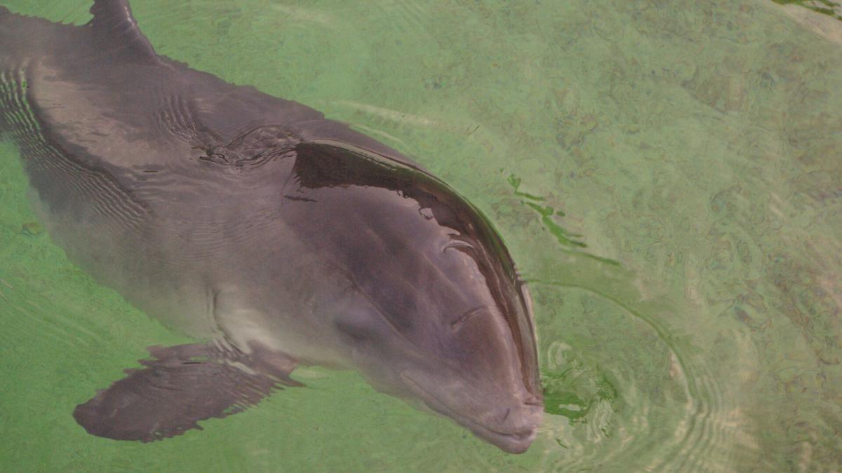 Pyöriäinen vedessä