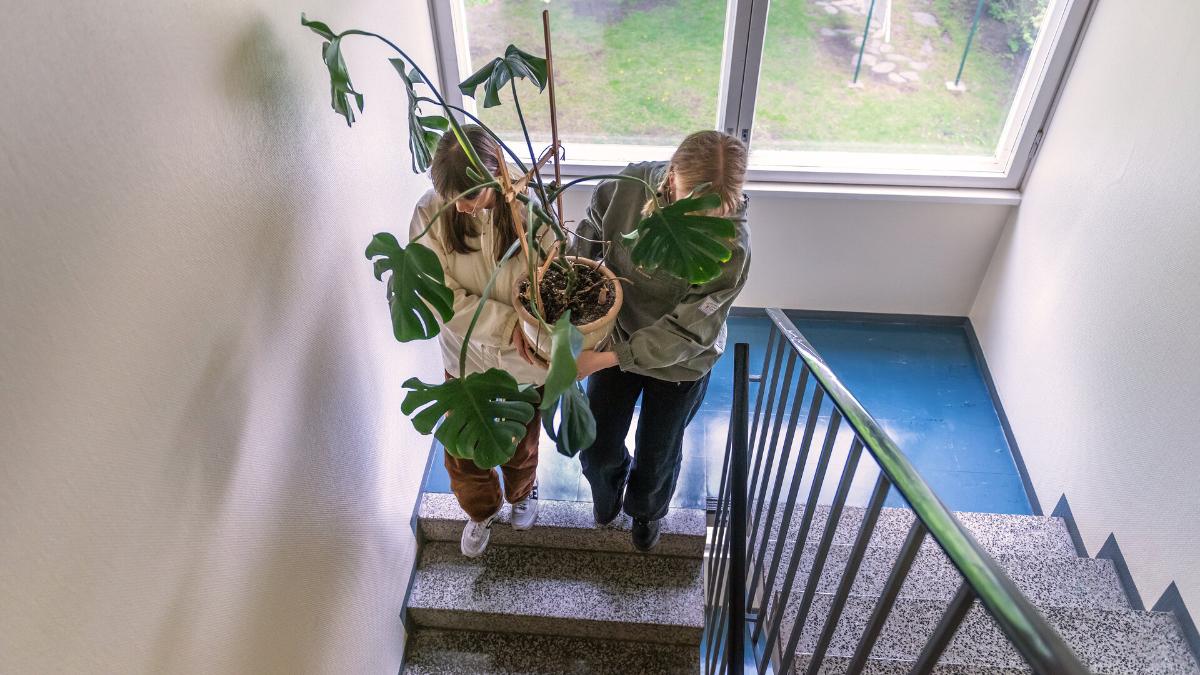 Kaksi nuorta portaikossa kantamassa Peikonlehteä. Nuoret muuttavat uuteen asuntoon.