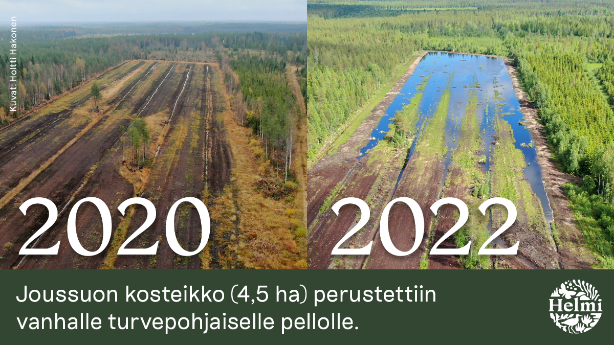 Joussuon kosteikko (4,5 ha) perustettiin vanhalle turvepohjaiselle pellolle.