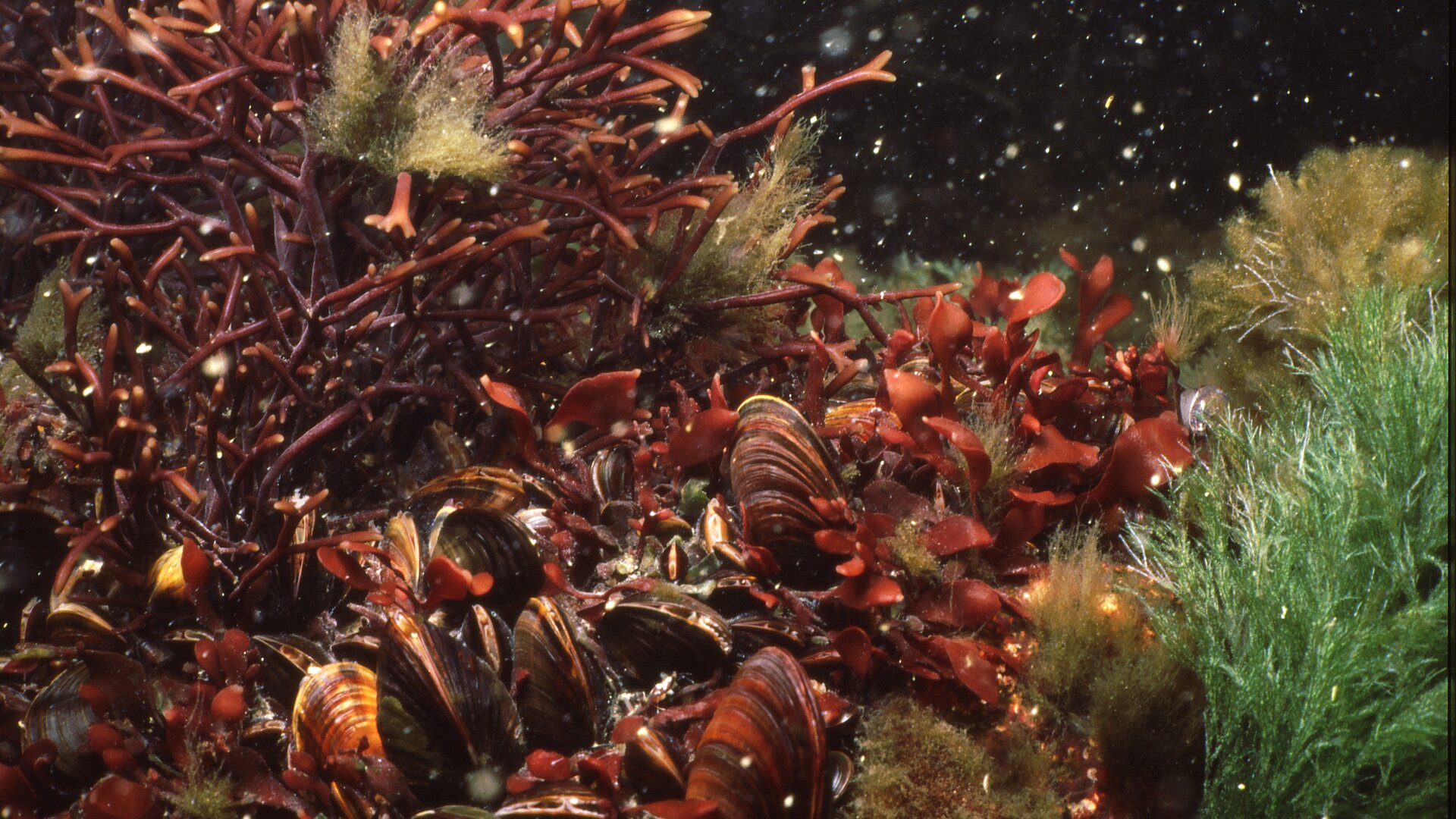 Levälajeja Flakskärissä