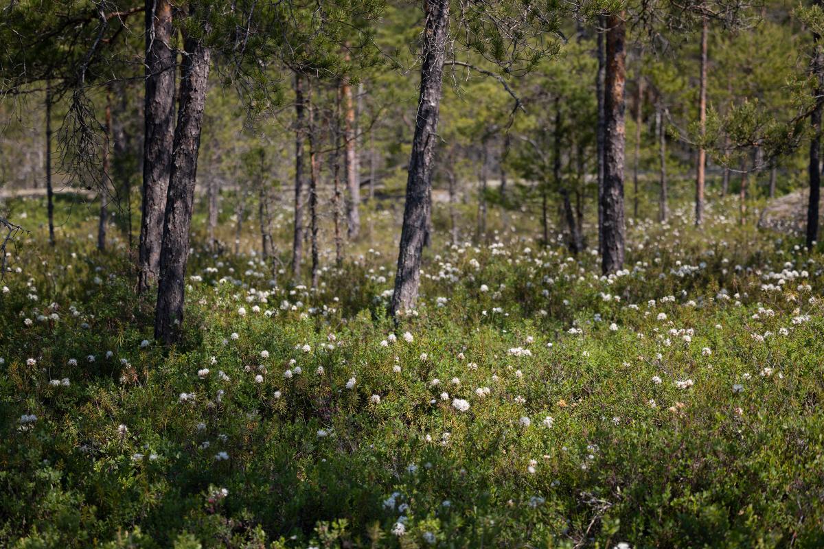 Kuvituskuva: suomaisema.
