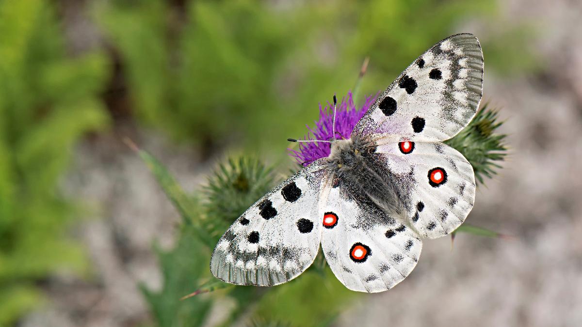 Isoapollo. Kuva: Jaakko Ruola.