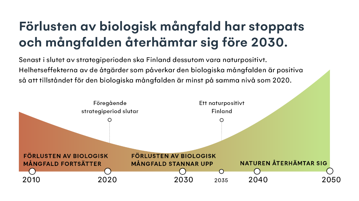 Kaavio, jossa kuvataan päätavoitetta: Kansallisen luonnon monimuotoisuusstrategian tavoitteena on, että vuoteen 2030 mennessä luontokato on pysäytetty ja luonnon monimuotoisuus elpyy. Lisäksi viimeistään strategiakauden lopussa vuonna 2035 Suomi on luontopositiivinen.