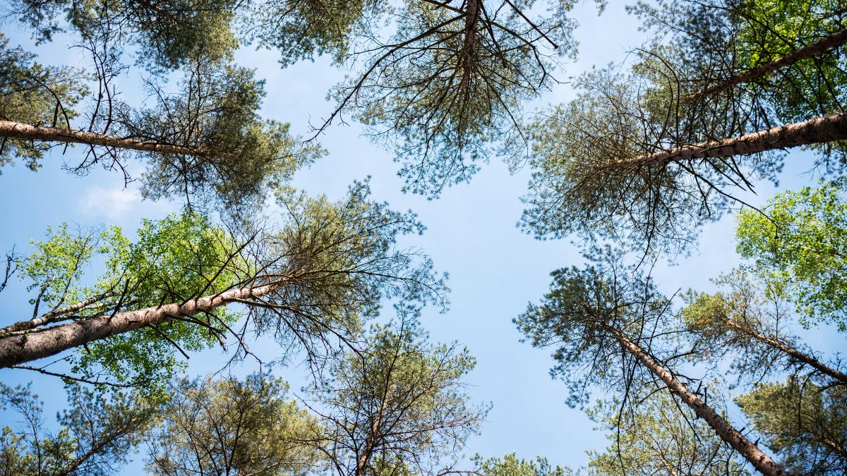 Puunlatvoja taivasta vasten kuvattuna.