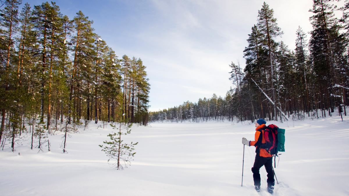 Kuvituskuva: hiihtäjä Rokuan kansallispuistossa.