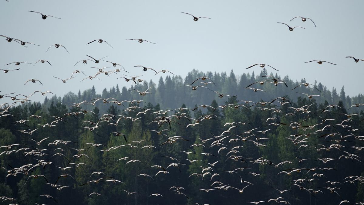 Valkoposkihanhia Värtsilässä.