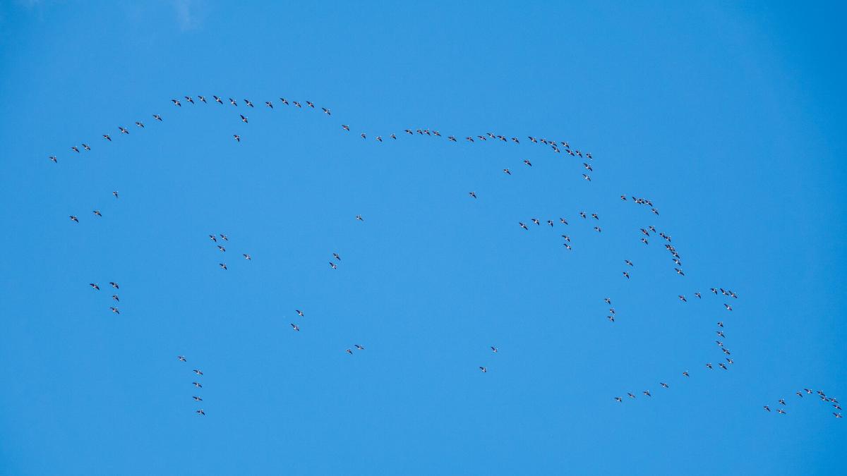 Muuttavia valkoposkihanhia.