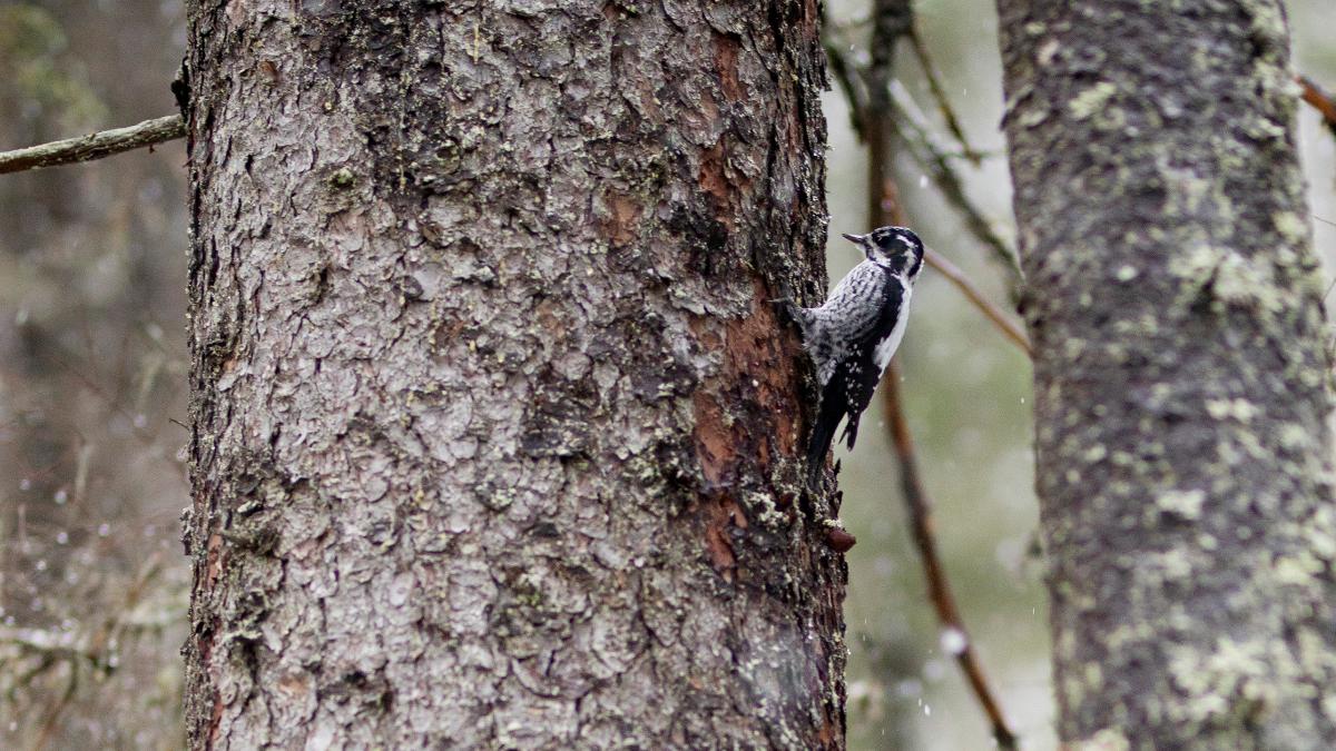 Kuvituskuva: pohjantikka puunrungolla.