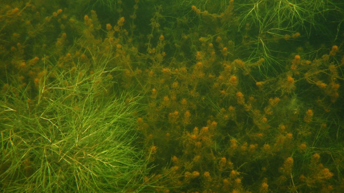 Punanäkinpartaa ja hapsiviitaa Itämeressä, veden alla kuvattuna.