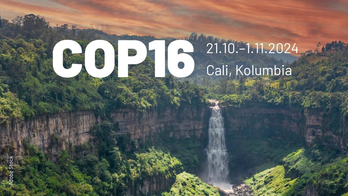 COP16 in Cali, Colombia on 21 October–1 November 2024