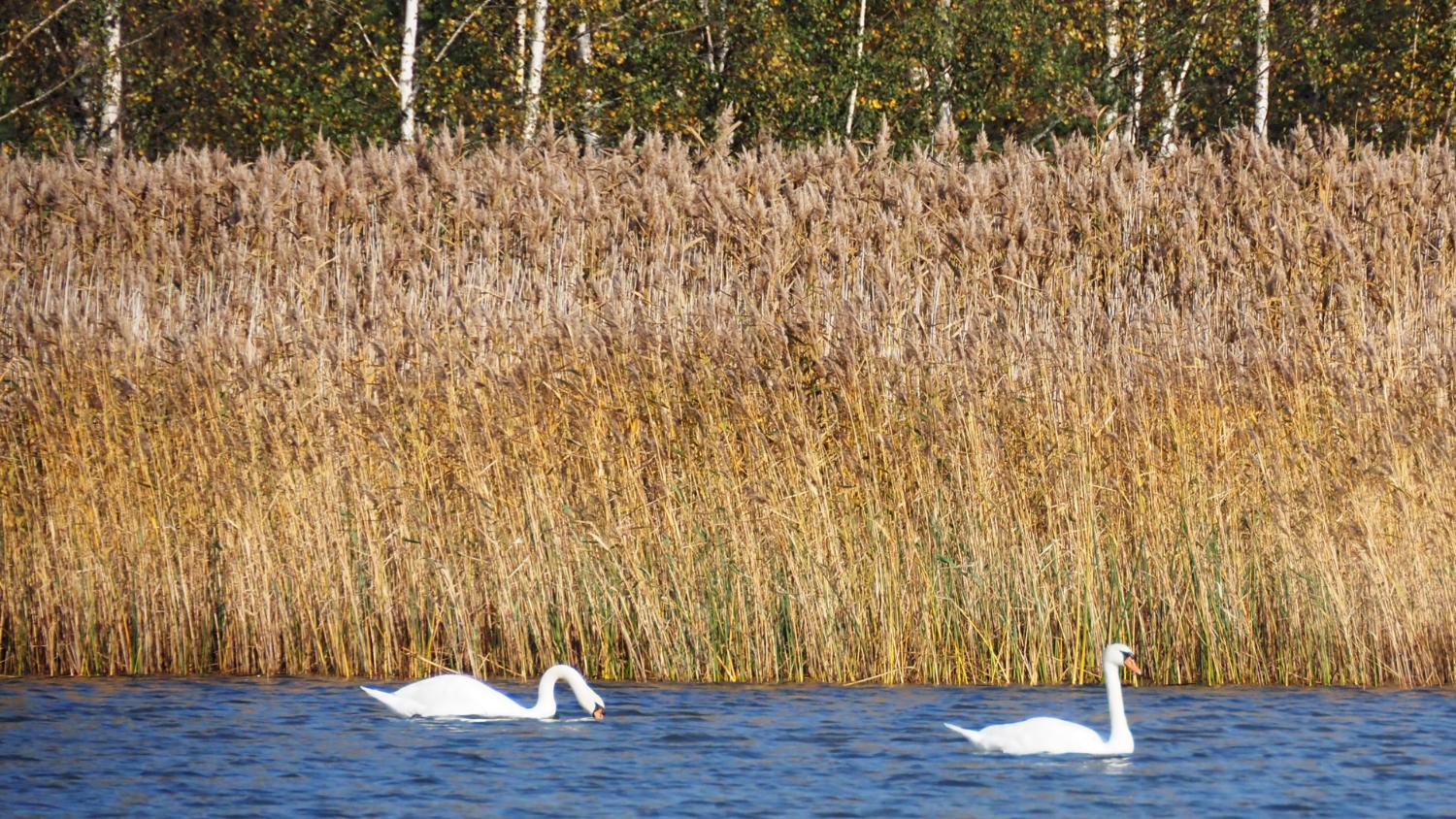 Järviruo’on poisto parantaa luonnon monimuotoisuutta ja veden laatua. Tehokkainta on poistaa ruoko kaupallisin keinoin.