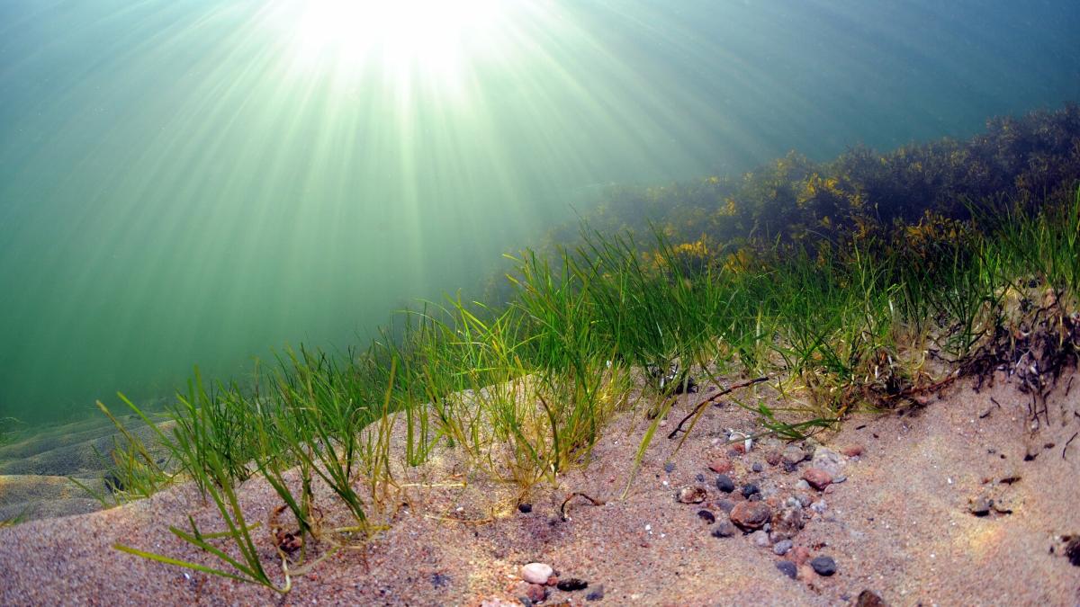 Kuvassa Itämeren merenpohjaa, jossa meriajokasta hiekkapohjalla. Kuva: Mats Westerbom