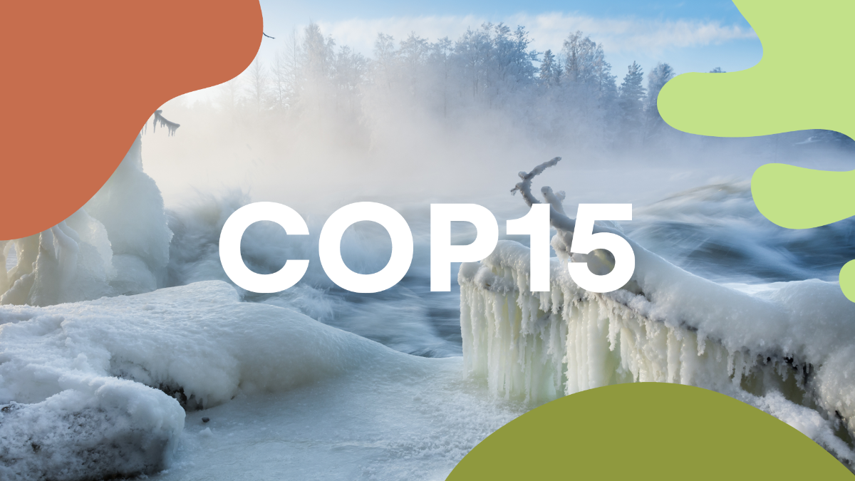 Montrealin luontokokous 7.-19.12.2022. Kuvassa sumuista metsää ylhäältä kuvattuna