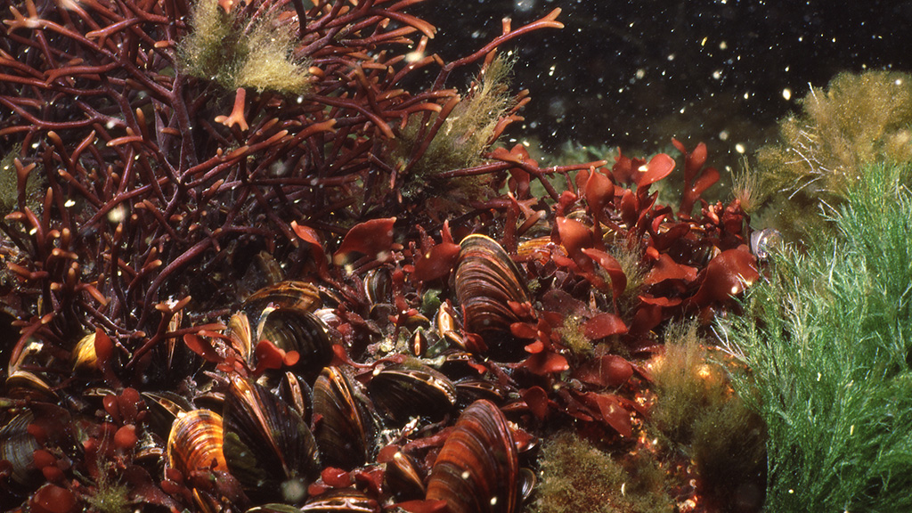 Leviä Itämeren Flagskärissä. Levät kuvattu vedenalaista meriluontoa inventoivassa VELMU-ohjelmassa